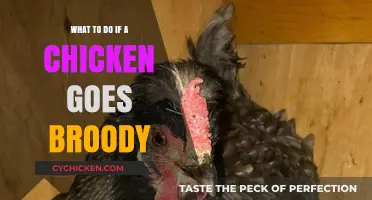 Handling Broody Chickens: Tips to Manage and Support Your Hen