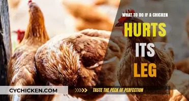 Treating a Hurt Chicken: Leg Injury First Aid