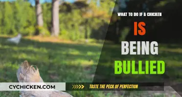 Helping a Bullied Chicken: Steps to Take