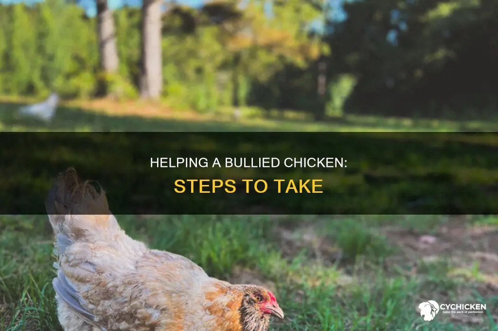 what to do if a chicken is being bullied