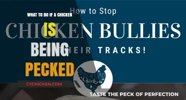 Preventing Pecking: Strategies to Protect Your Pecked Chicken