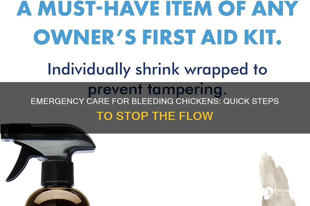 what to do if a chicken is bleeding