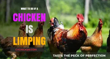 Limping Chicken? Quick Tips to Help Your Bird Recover