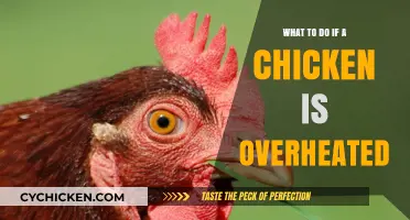 Cooling Overheated Chickens: Quick and Effective Remedies for Poultry Care