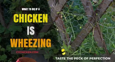 Chicken Wheezing? Quick Steps to Help Your Bird Breathe Easier