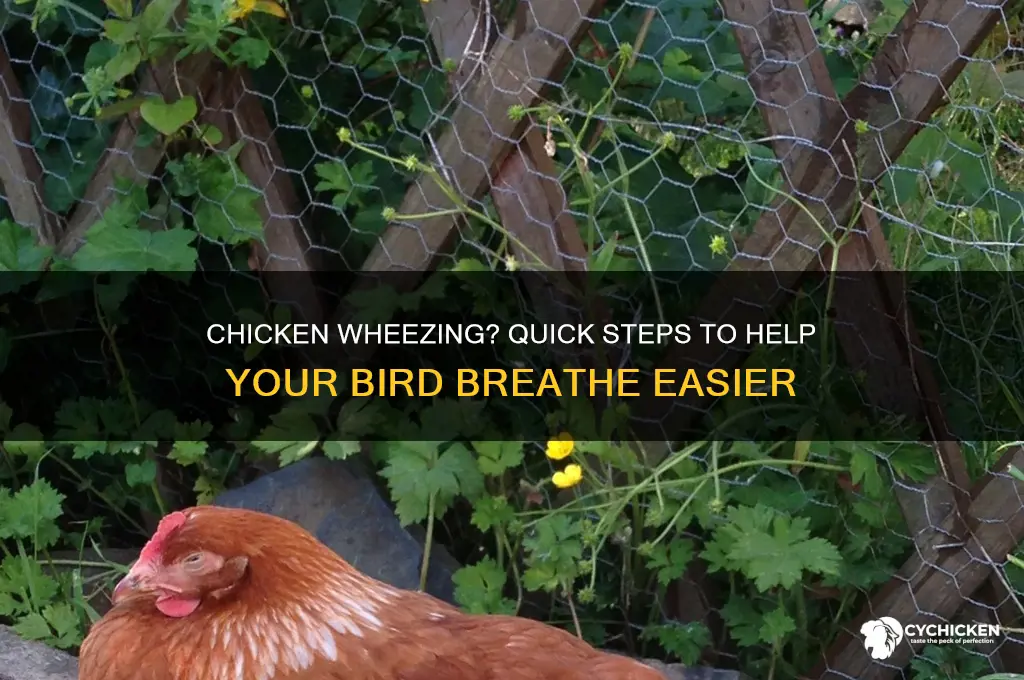 what to do if a chicken is wheezing