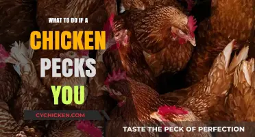 Ouch! How to Handle and Prevent Chicken Pecking Incidents