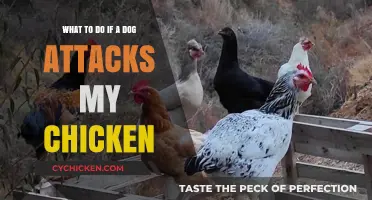 Protecting Your Chickens: Dealing with Dog Attacks