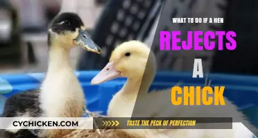 How to Save Rejected Chicks from their Mother's Rejection