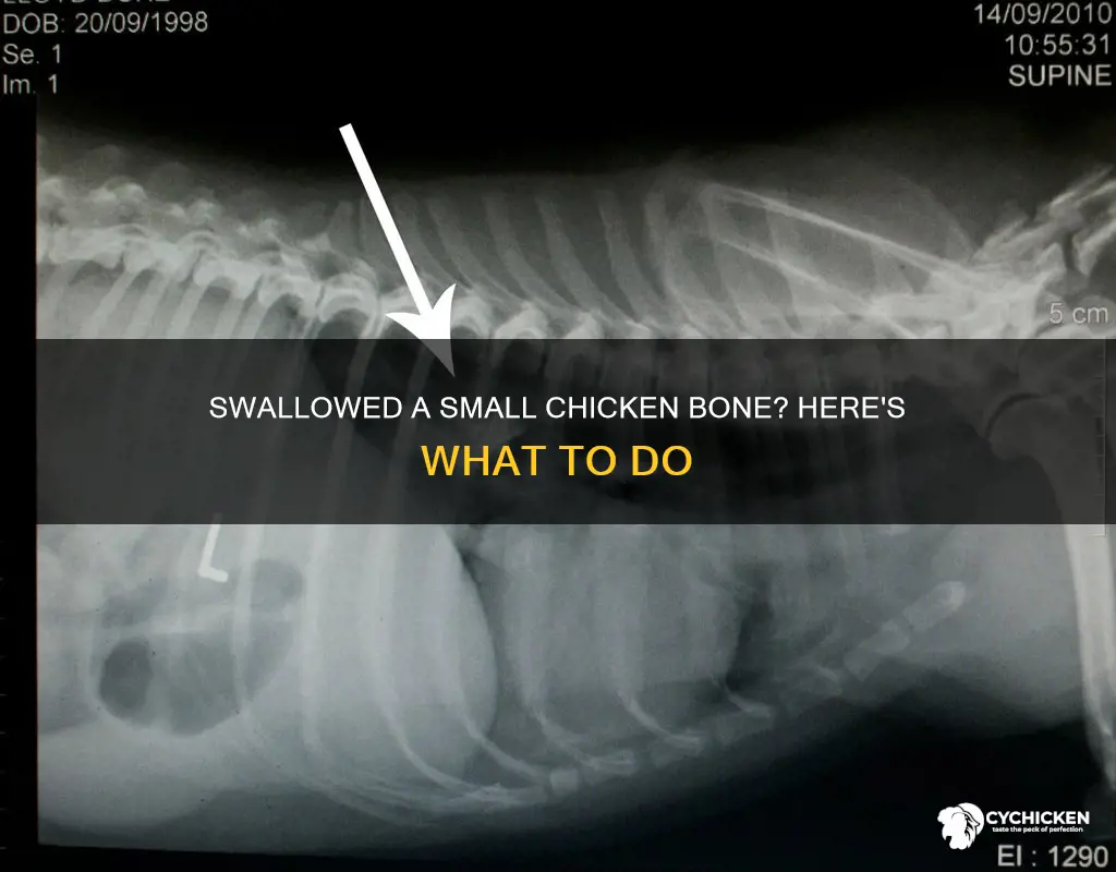 what to do if a small chicken bone is swallowed