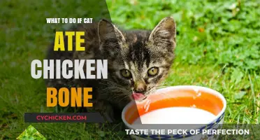Cat Ate Chicken Bone? Immediate Steps to Ensure Your Pet's Safety