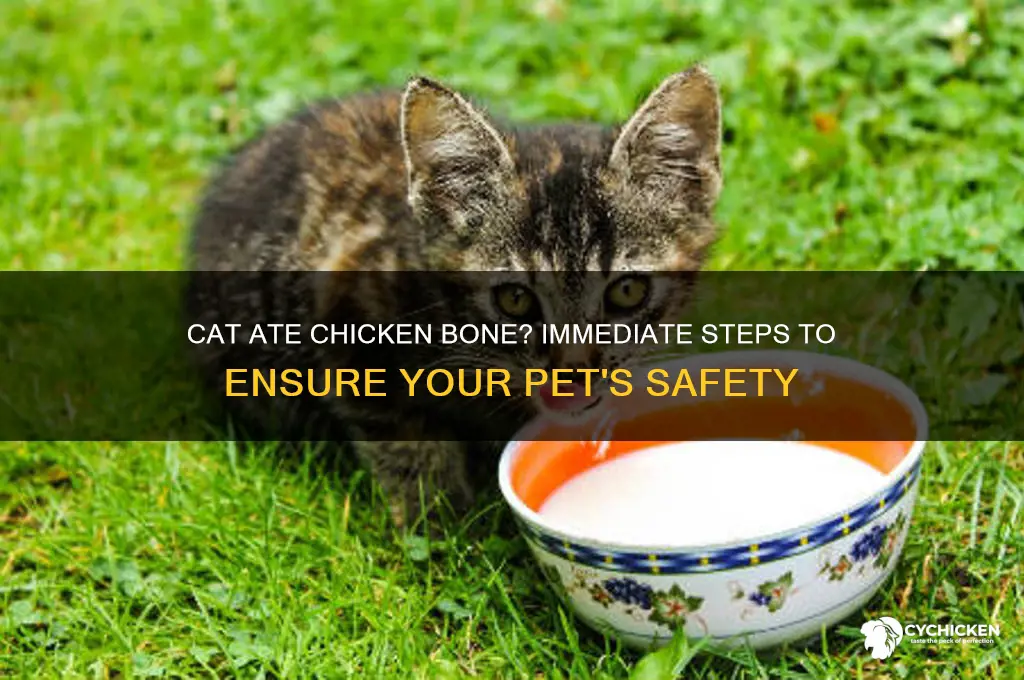 what to do if cat ate chicken bone