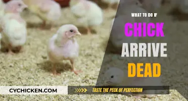 Handling Dead Chicks on Arrival: Immediate Steps and Preventive Measures