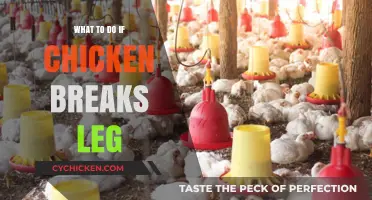 Emergency Care for Injured Chickens: Healing a Broken Leg