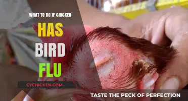 Bird Flu in Chickens: Immediate Steps to Protect Your Flock and Health