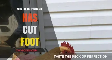Healing Your Chicken's Cut Foot: Quick Care and Recovery Tips