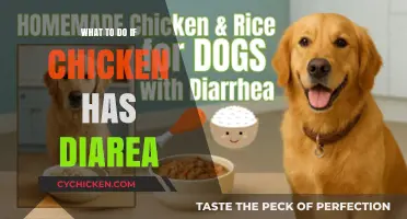 Managing Chicken Diarrhea: Quick Remedies and Prevention Tips for Poultry Health