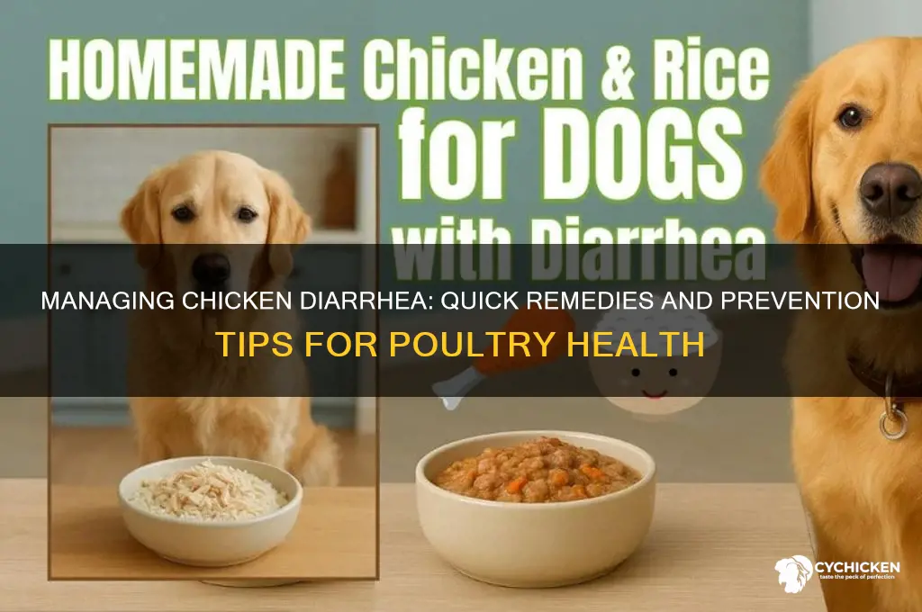 what to do if chicken has diarea