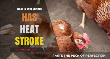 Emergency Care for Heat-Stressed Chickens: Quick Steps to Save Your Flock