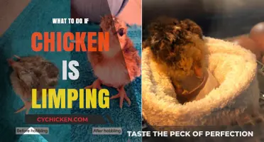 Limping Chicken? Quick Steps to Help Your Bird Recover Safely