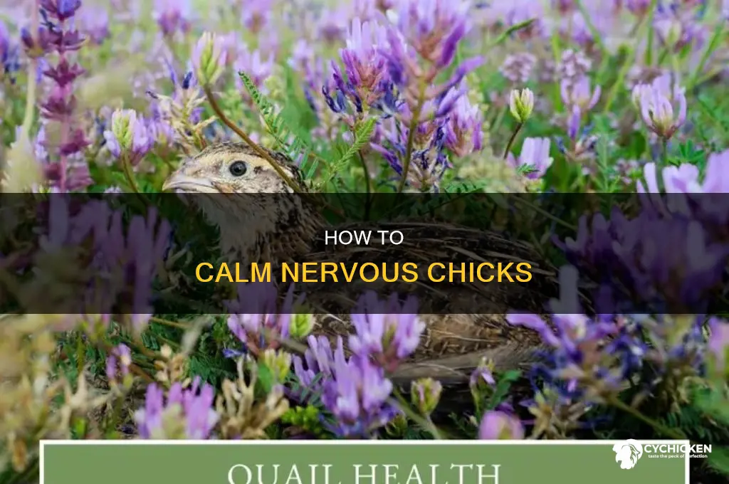 what to do if chicks are scared of you