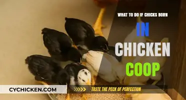 New Chicks in the Coop: A Beginner's Guide to Early Care