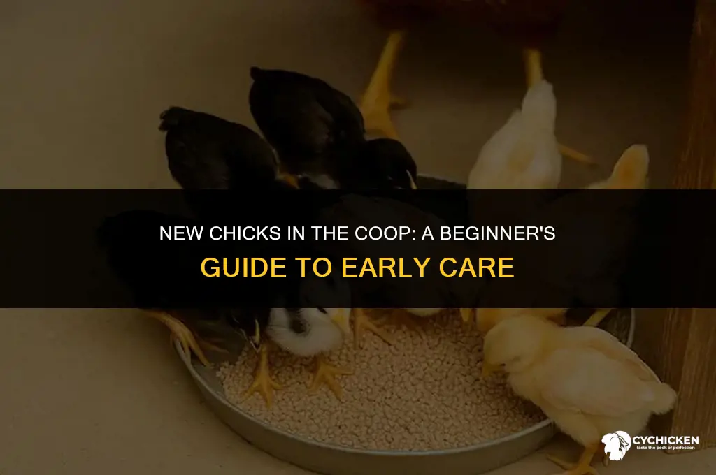 what to do if chicks born in chicken coop