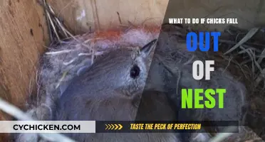 Saving Chicks: What to Do if They Fall