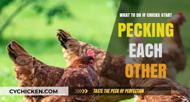 Stop Chicks Pecking Each Other: Quick Guide