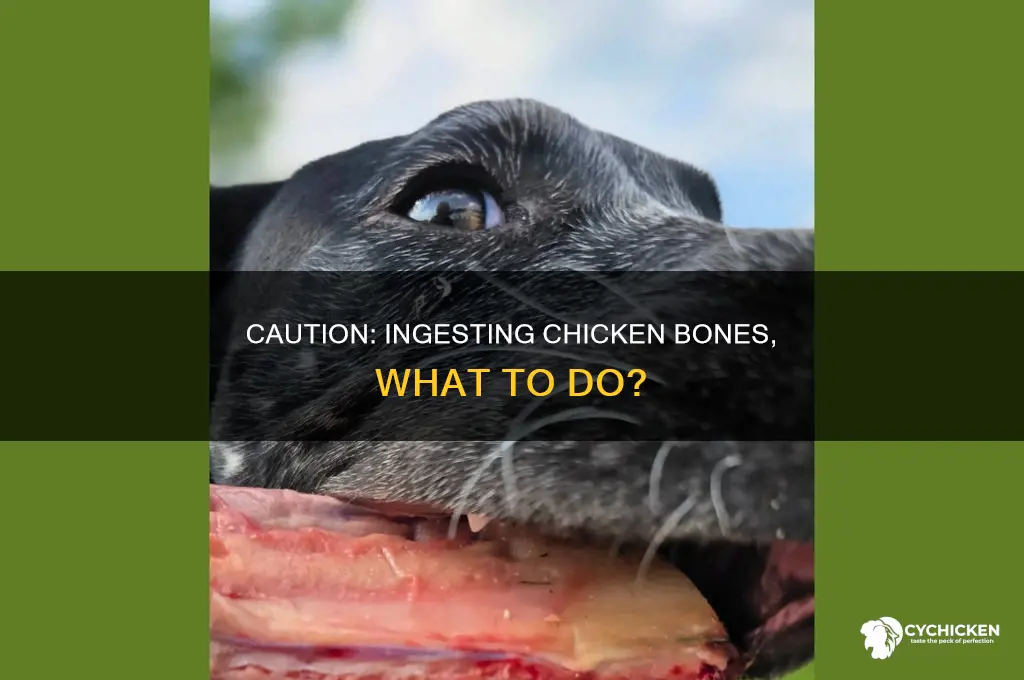 what to do if did ate some cooled chicken bone