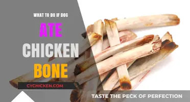 Dog Ate Chicken Bone? Immediate Steps to Ensure Your Pet's Safety