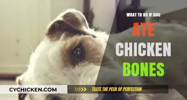 Dog Ate Chicken Bones? Immediate Steps to Ensure Your Pet's Safety