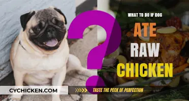 Dog Ate Raw Chicken? Immediate Steps to Ensure Safety and Health