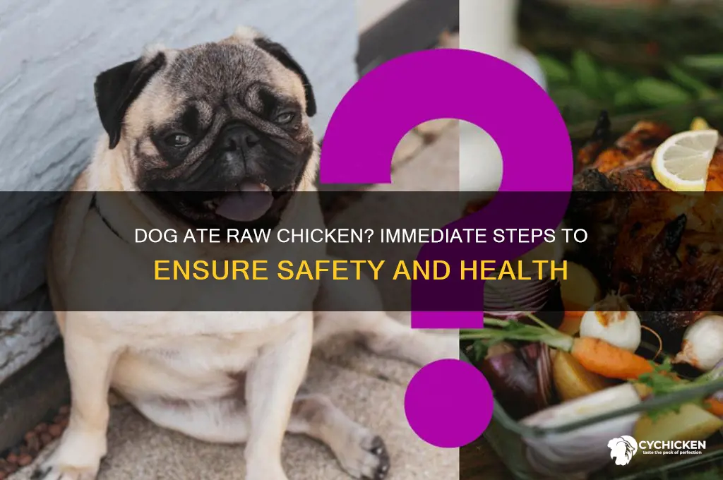 what to do if dog ate raw chicken