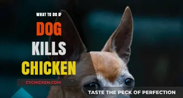 Dog Attacks Chicken: Immediate Steps and Prevention Strategies for Pet Owners