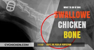 Dog Swallowed Chicken Bone? Immediate Steps to Take and When to Call the Vet