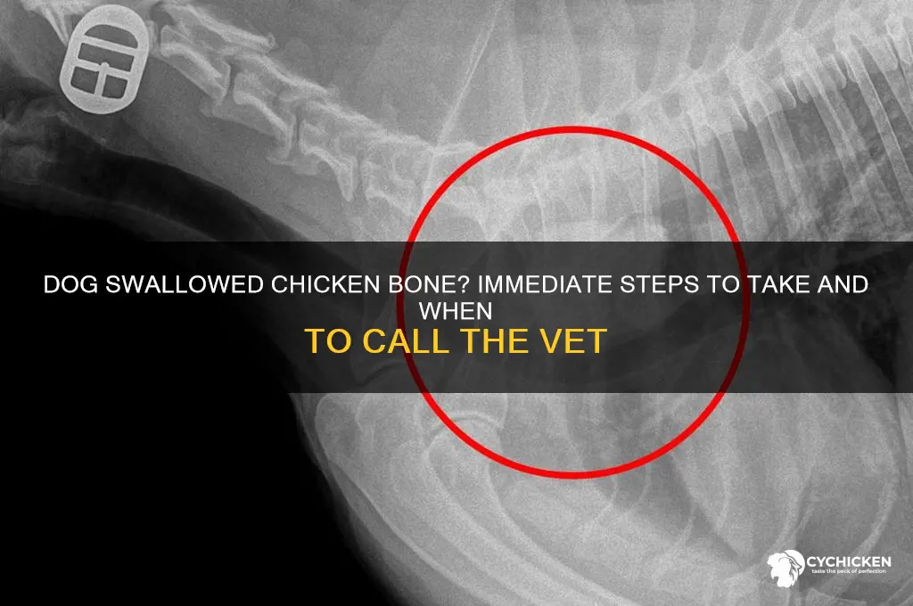 what to do if dog swallowed chicken bone
