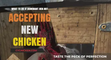 How to Introduce a New Chicken to Your Dominant Hen
