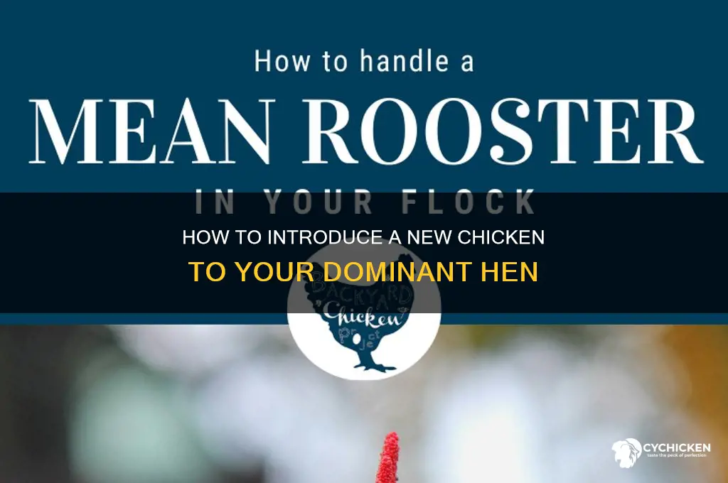 what to do if dominant hen not accepting new chicken