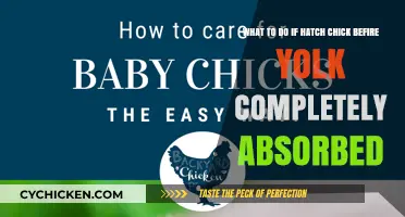 What to Do When Your Chick Hatches Prematurely