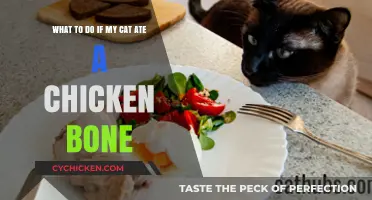 How to Act if Your Cat Ate Chicken Bones
