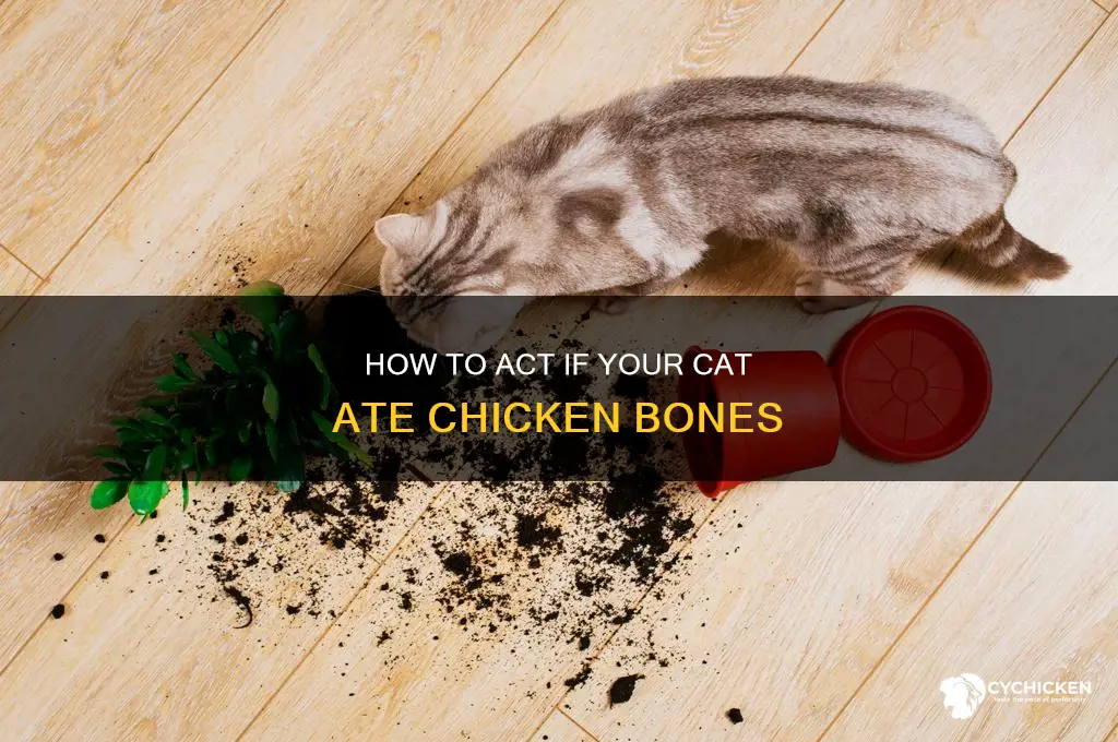 what to do if my cat ate a chicken bone