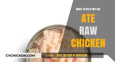 Raw Chicken Consumption: Keeping Your Cat Safe