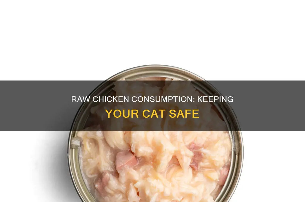 what to do if my cat ate raw chicken