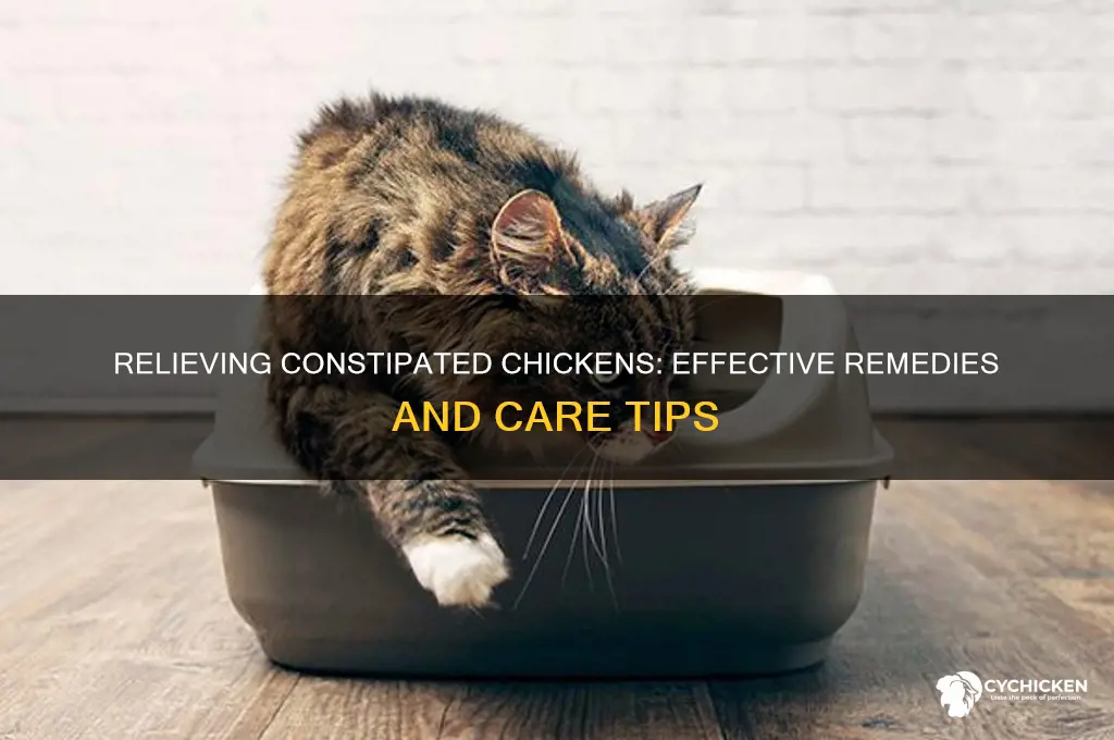what to do if my chicken is constipated