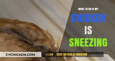 Chicken Sneezing? Quick Remedies and Care Tips for Your Flock