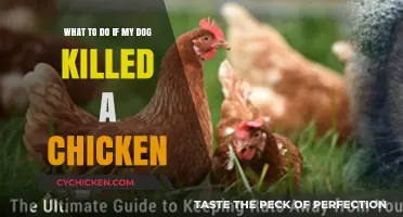 How to Respond When Your Dog Kills a Chicken