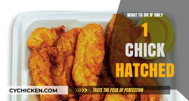 One Chick Hatched: Essential Care Tips for Solo Hatchlings