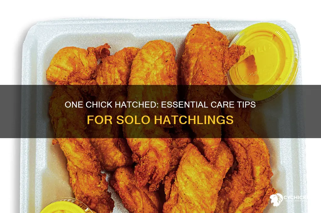 what to do if only 1 chick hatched
