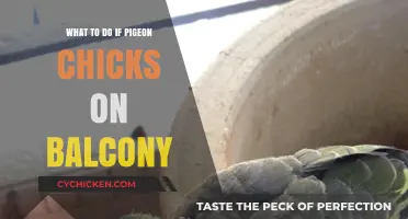 Pigeon Chicks on Your Balcony? Gentle Care Tips for New Arrivals